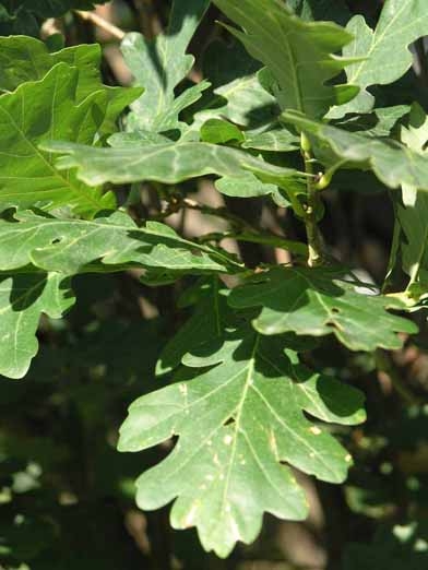 The leaves are many lobed, with regular rounded serrations.